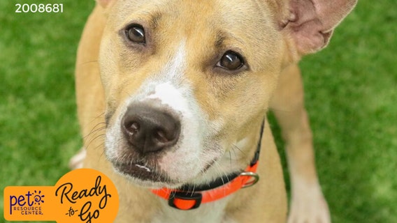 Hillsborough shelter in need of adoptions after hundreds of dogs were seized from breeder