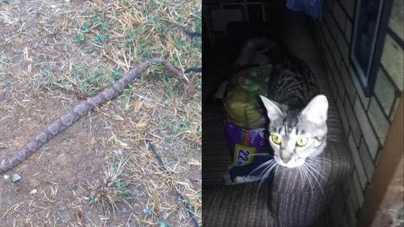 Tennessee man, 81, saved by shelter cat when venomous snake slithers in