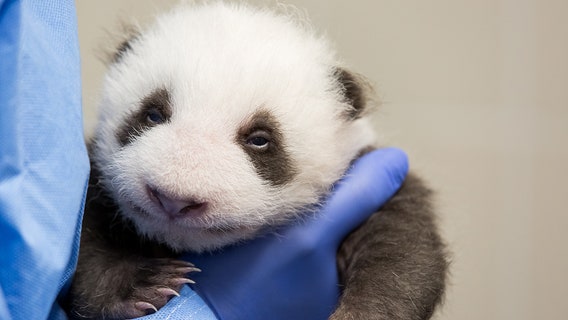 Berlin zoo's panda cubs take first glimpse of the world