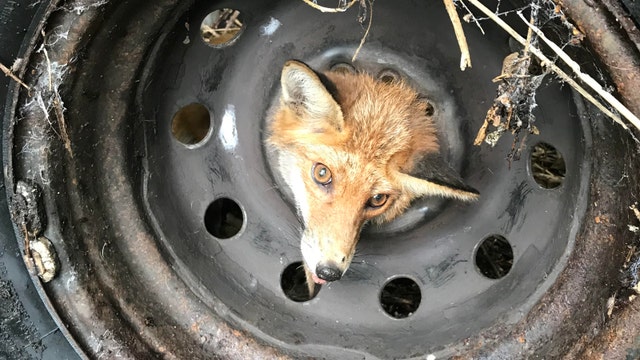 Fox rescued after getting head stuck in tire