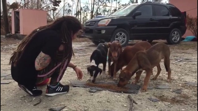Palm Harbor shelter taking in dogs and cats from the Bahamas