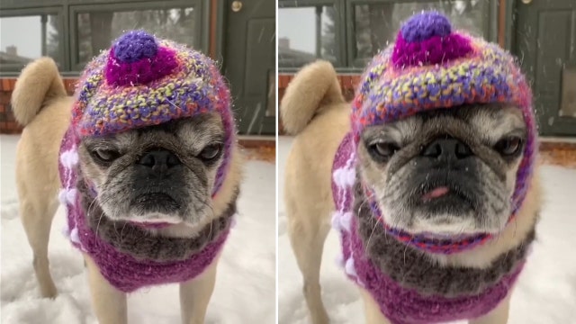 Pug dressed for winter as snow hits Colorado