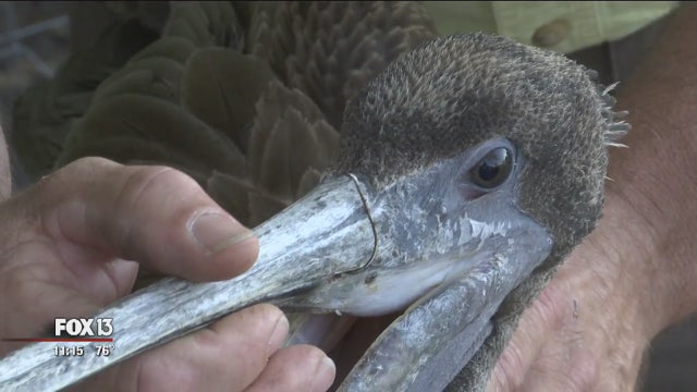 Father and daughter rescue pelicans injured from fishing hooks