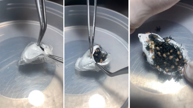 Arachnophobes, look away: Egg sac teems with deadly funnel-web spider hatchlings