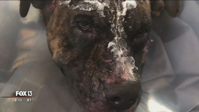 Animal advocates hope new abuse bill curbs mistreatment