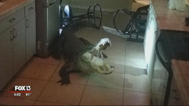 Woman whose home was damaged by 11-foot gator gets repairs