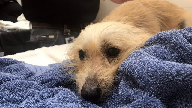 Medical care, baths, and hugs: Rescued dogs get some TLC