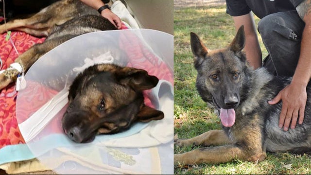 St. Pete K-9 Titan back on the job, 6 months after being shot