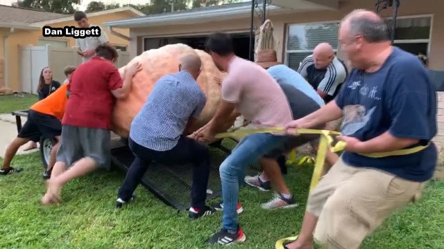 The greatest pumpkin: Award-winning, 1,400-pound gourd brought from Ohio to Dunedin
