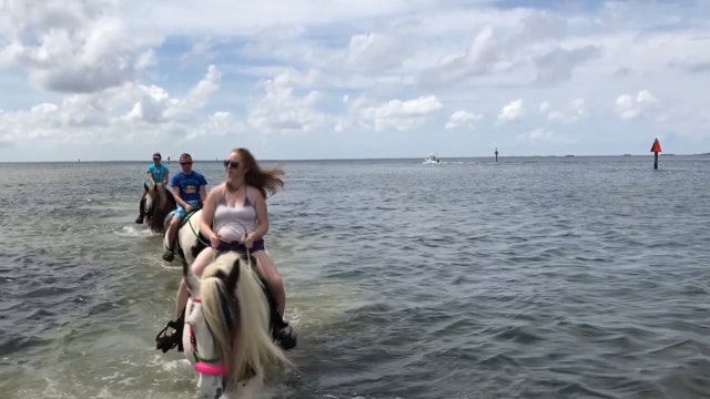 Pinellas County bans horseback riding near Skyway bridge