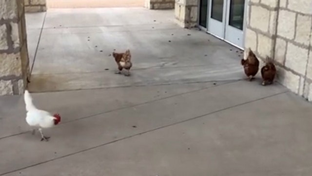 Texas school recruits chickens to tackle cricket invasion