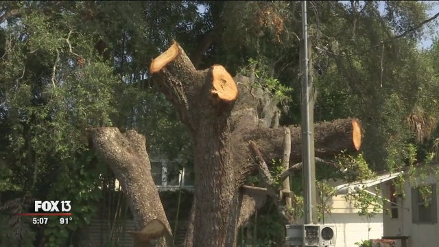 Tampa fines property owner, arborist for cutting trees