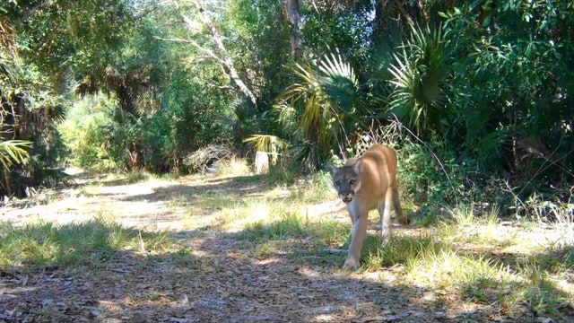 Trail cameras show assortment of Florida wildlife in their natural habitat