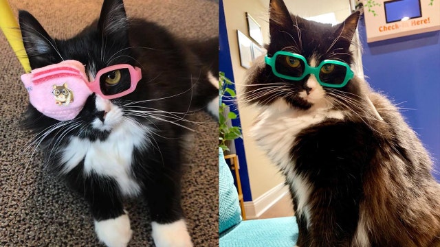 Truffles the cat helps kids get comfortable with wearing glasses, going to eye doctor