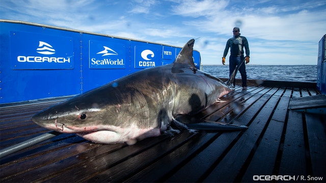 2,000-pound great white shark tracked to Gulf of Mexico, near Key West