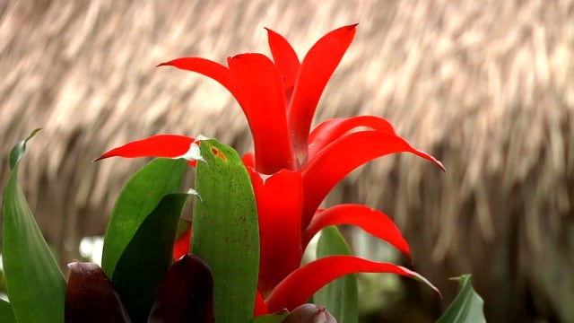 Stop and smell the flowers at Selby Gardens, a living museum in Sarasota