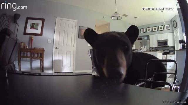 Curious bear enters home while residents were upstairs