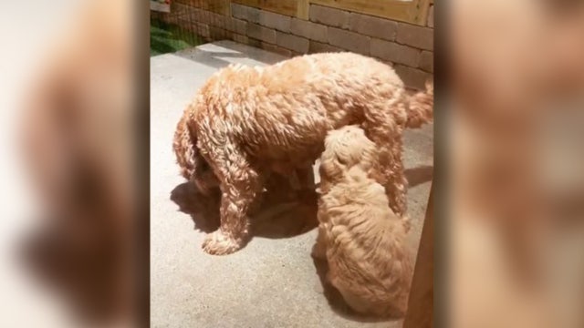 Puppies dance while drinking mom's milk in adorable video