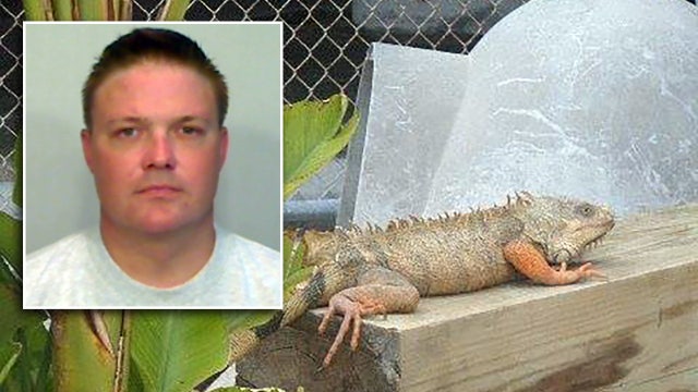 Inmate charged with feeding iguanas to alligator at Florida Keys jail zoo