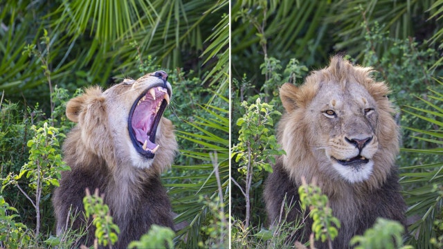 Enormous lion terrifies photographer with loud roar — then smiles at him