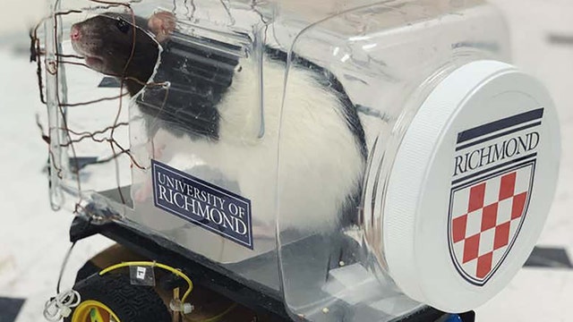 Rats taught to drive tiny cars became less stressed, study says