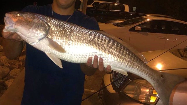 Good Catch: Redfish are still biting inshore