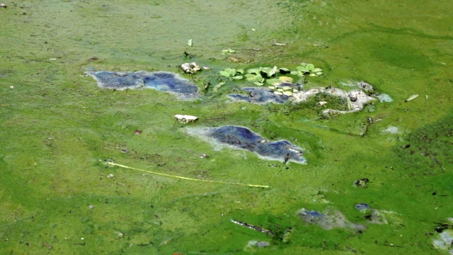 CDC to take closer look at algae's effect on humans