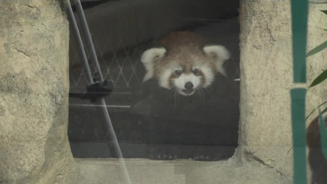 Red panda cub makes debut at Milwaukee zoo