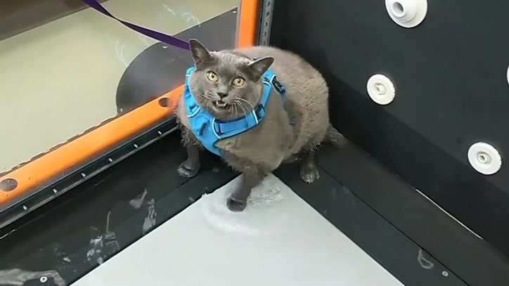Fat cat can't be bothered with treadmill workout FOX 13 Tampa Bay
