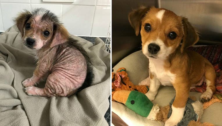 Though Jessie DeFreitas already had four cats and a rescue dog at home, something about the “beautiful eyes” of a small rescue pup named Honey mesmerized her when the animal was brought to the vet’s office by her former, negligent owners back in August. (SWNS)