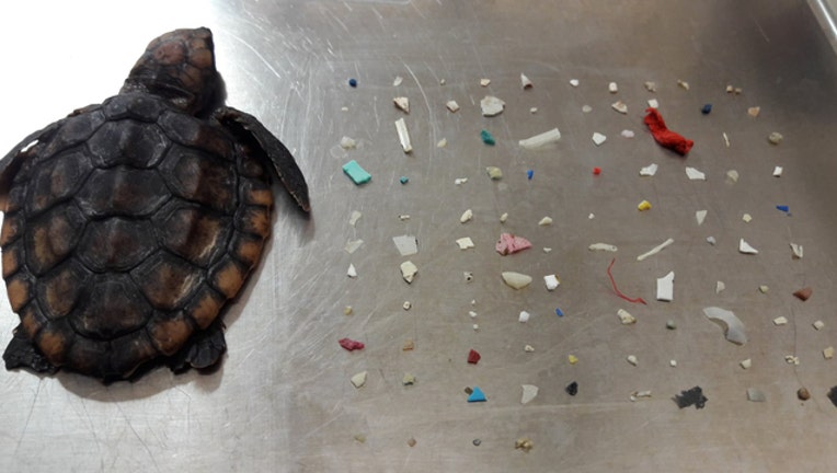 274cc300-Baby turtle dies from plastics