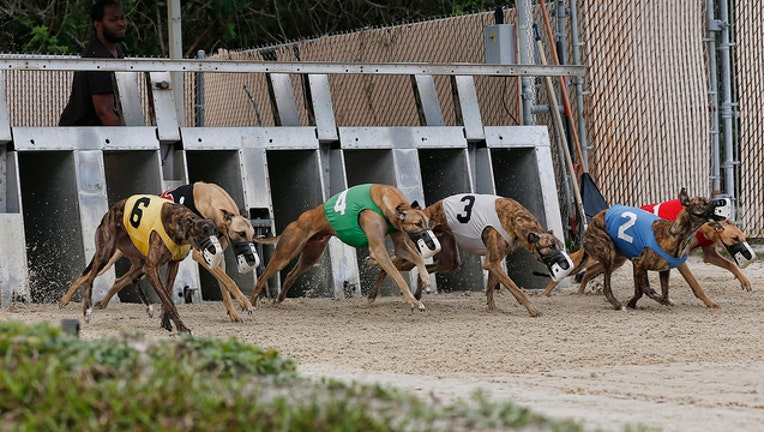 02ad10e2-greyhound dog racing getty 947039746_1570631300027