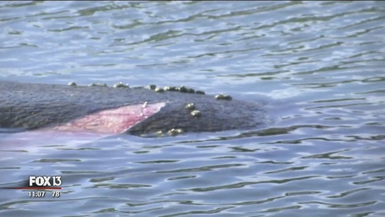 Injured_manatee_spotted_in_Treasure_Isla_2_20190923031312