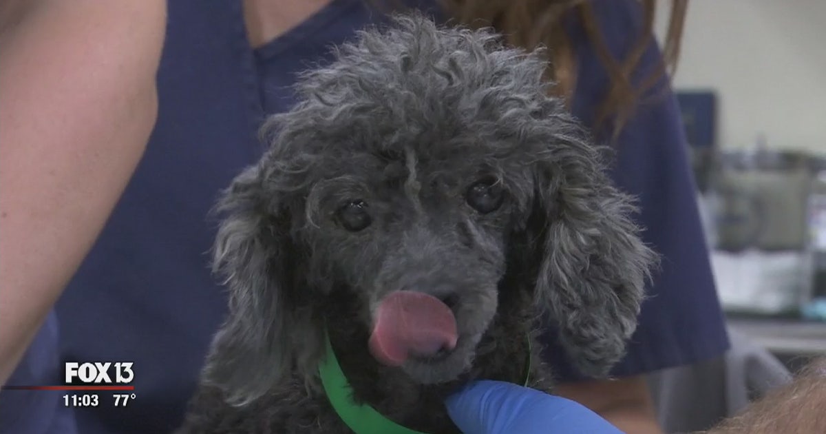 The numbers are in: 1,300 people applied for rescued pups | FOX 13 ...