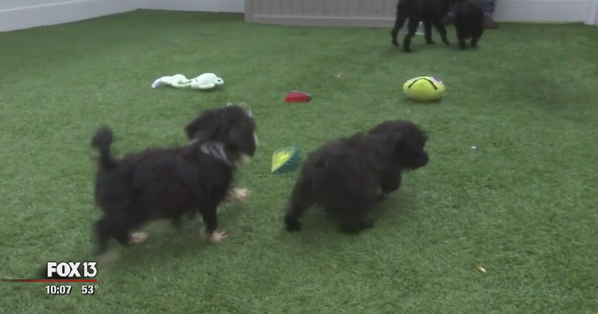 Adoption day for rescued dogs | FOX 13 Tampa Bay