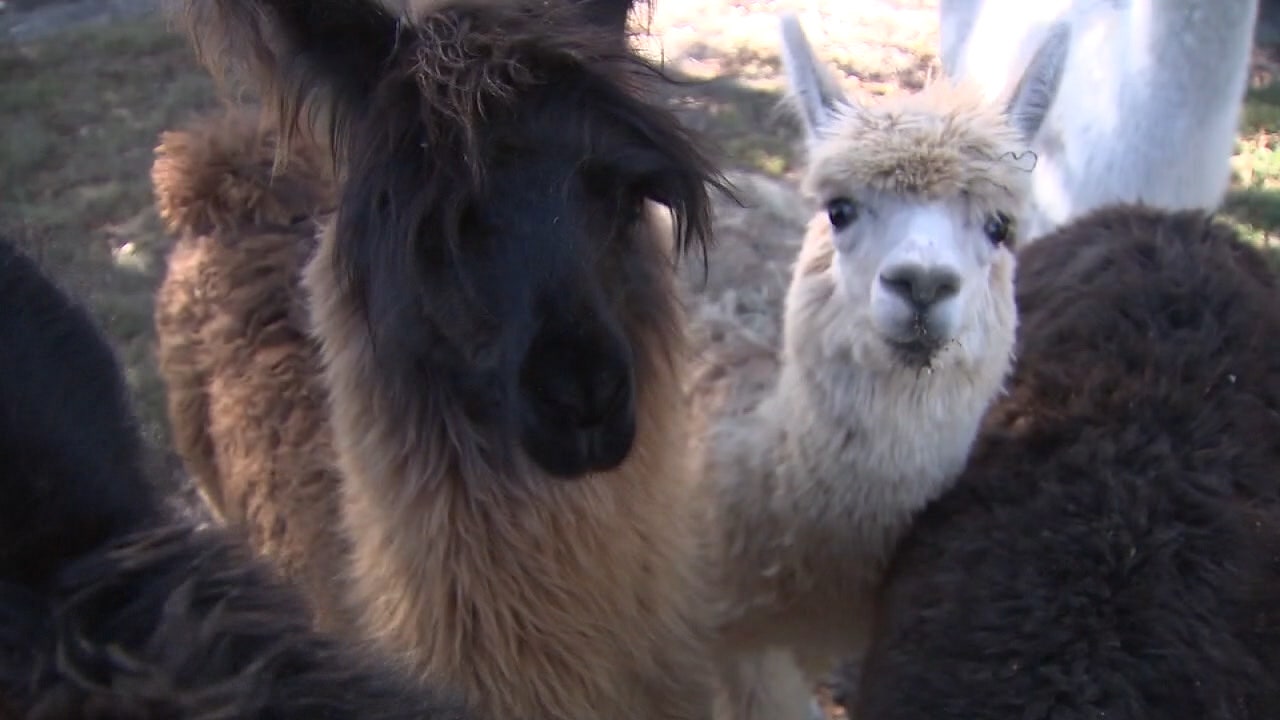 Meet Dozens Of Alpacas At Sweet Blossom S Open House In Dade City Meet Dozens Of Alpacas At Sweet Blossom S Open House In Dade City