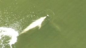 Video: Dolphin swims upside, throws fish as far as it can -- over and over