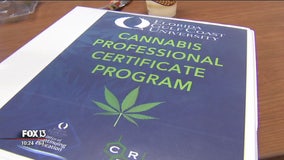 High level of interest in FGCU's cannabis class