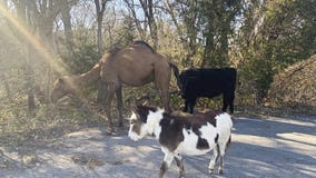 Camel, cow, donkey found roaming together along Kansas road