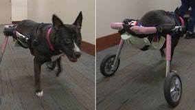 'Justice' was found abandoned and partially paralyzed, but continues to live up to her name