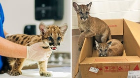 ZooTampa cares for endangered Florida panther kittens whose mom died of neurological disorder
