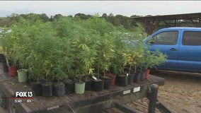 Florida farmers hope hemp becomes lucrative cash crop