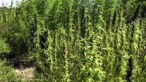 Florida has high hopes for hemp, but scientists warn state may get burned