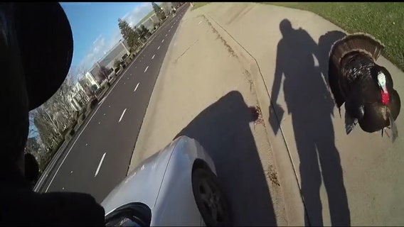 'No Ticket Turkey': Bird tries to thwart California traffic stop