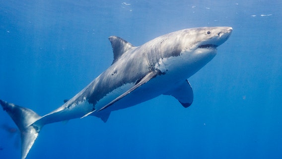 Great white sharks are moving to Florida for the winter