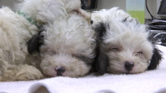 Hundreds apply for lottery to adopt dogs rescued from Tampa breeder