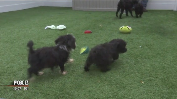 Adoption day for rescued dogs