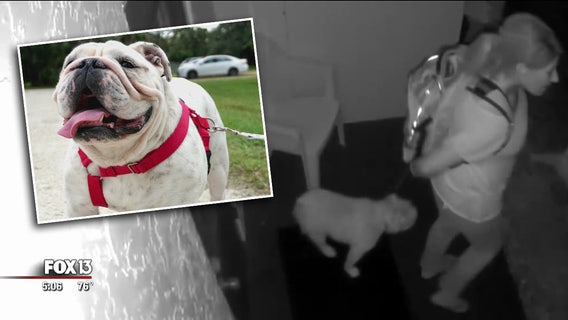 Four-legged burglary suspect turns out to be dog-napping victim herself