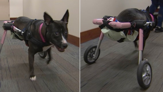 'Justice' was found abandoned and partially paralyzed, but continues to live up to her name