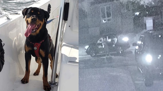 Pet owner searches for dog picked up by Lyft driver in St. Pete